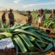Harga Lidah Buaya Melonjak, Petani Lokal Raup Untung Besar
